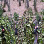 La foresta che cammina